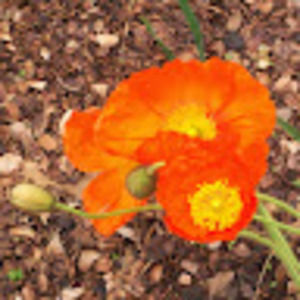 Meet your Posher, Ann